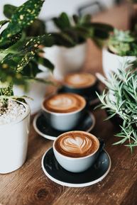 Photo of coffee and plants