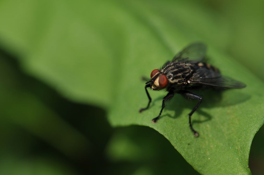 Photo of fly on a leaf